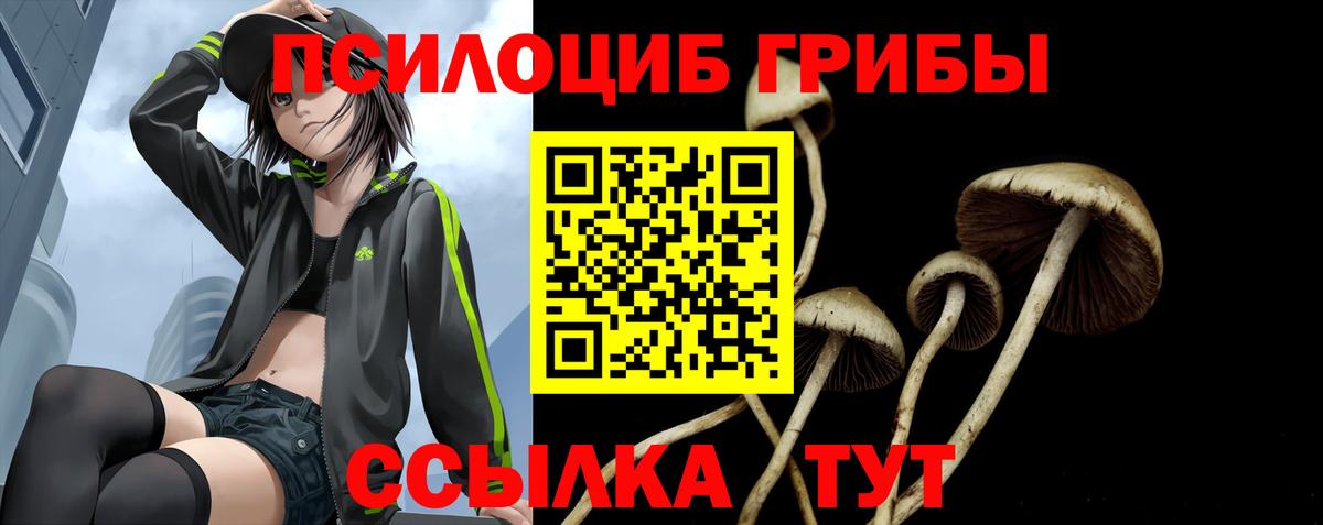 Псилоцибиновые грибы Psilocybe Киржач